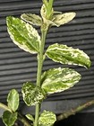 Harlequin Euonymus — photo 4