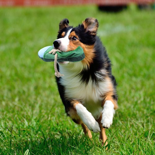 Weihnachten Hund Spielzeug Geschenk Hund Quietschende Spielzeug - Bild 4 von 9