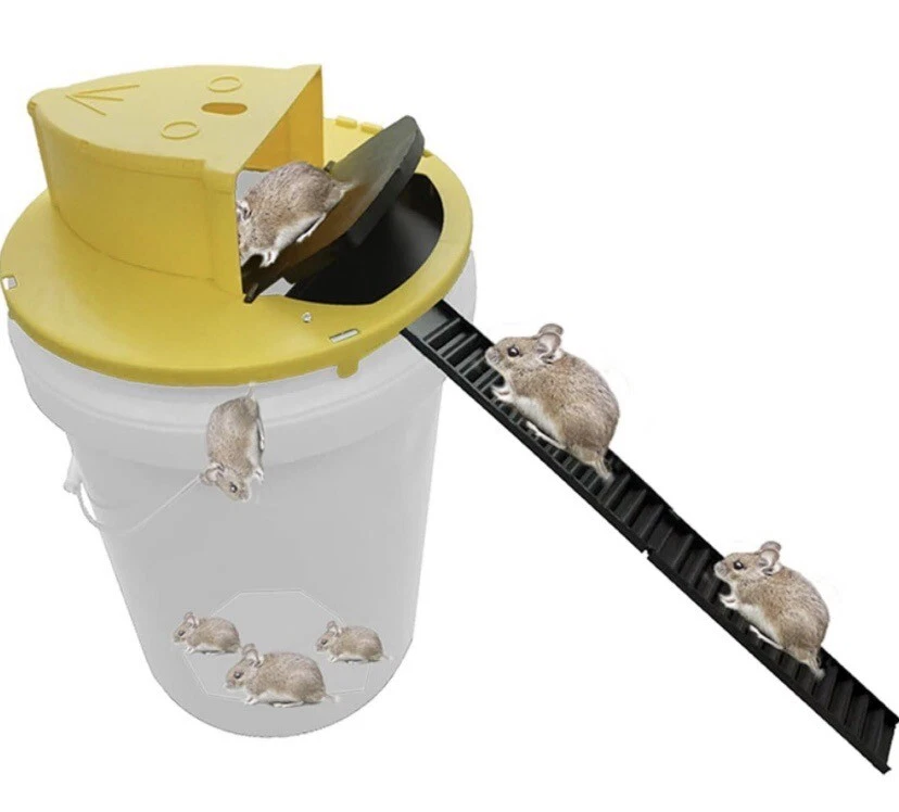 Bucket Mouse Traps