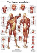 Human Skeleton Anatomy Medical Poster A0-A1-A2-A3-A4-A5-A6-MAXI 333