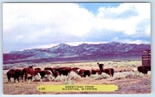 Greetings from Riverton Wyoming Postcard