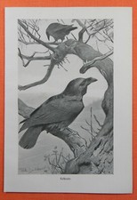 Kolkrabe  Corvus corax  Rabe Rabenvogel Druck von 1912 Wilhelm Kuhnert