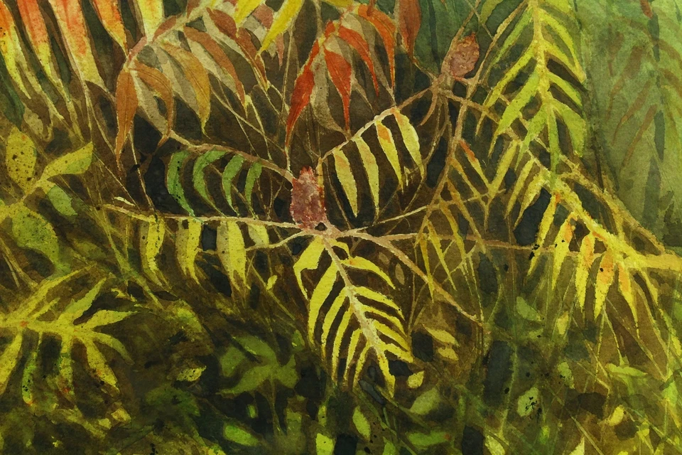 * Peter Hall 1966 (sudafricano, siglo XX.) Acuarela, árbol de zumaque Foto 4 de 4