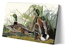 Matniger Vintage Wall Art Framed Prints Mallard Famous 24L" x 16W" Duck