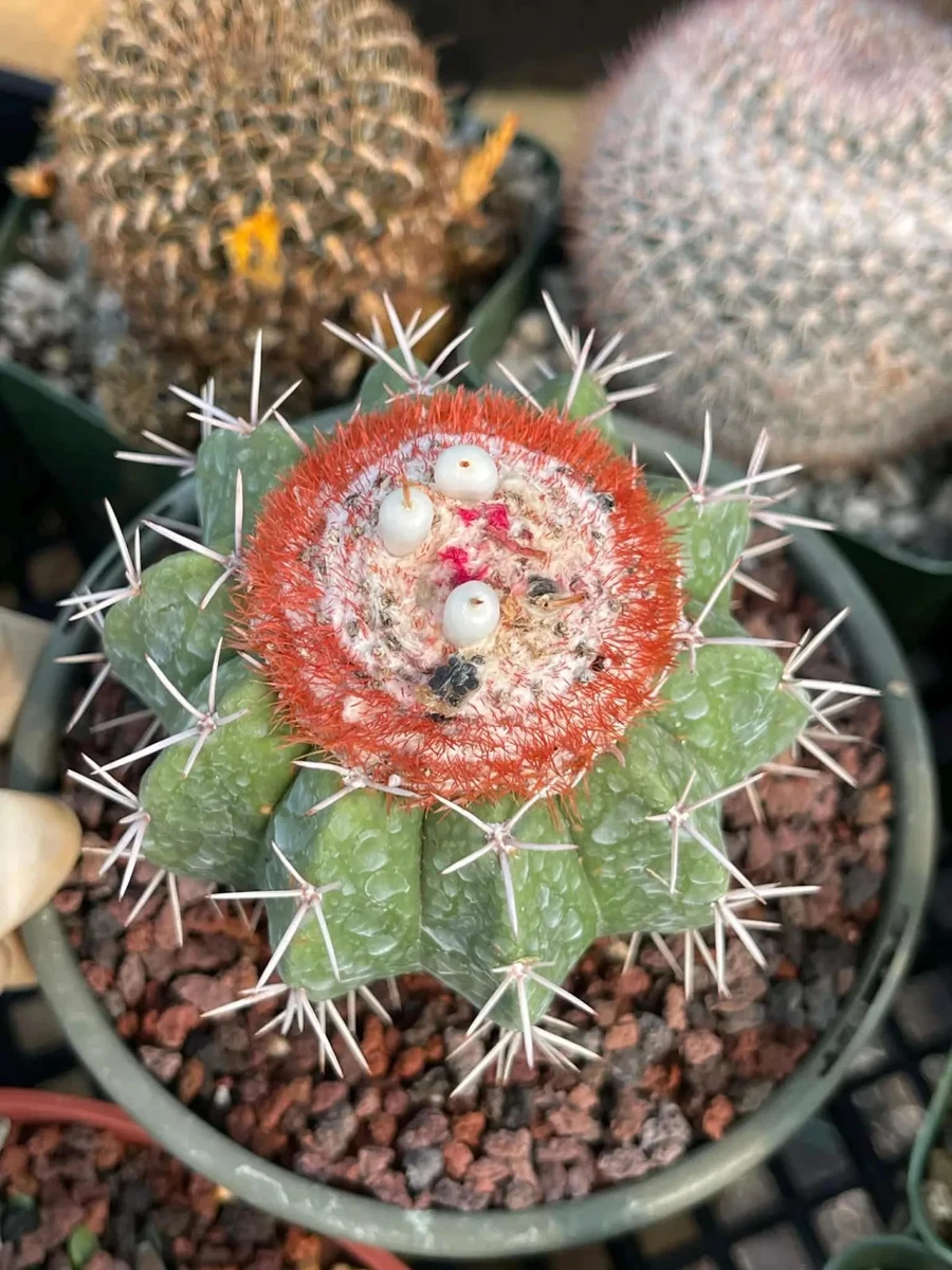 Melocactus for sale | eBay