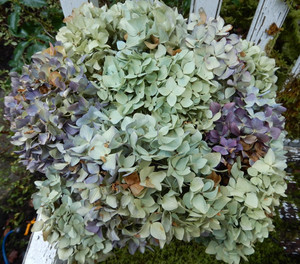 11 Dried Hydrangea Flowers Light Blue, Green, Cream, Purple Primitives SECONDS