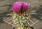 Sclerocactus parviflorus VZD 860 - 10 semi - MOLTO RARO