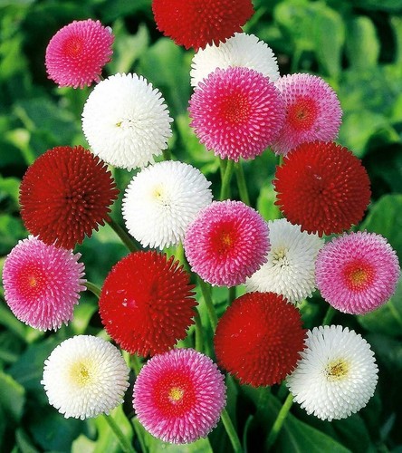 Seeds English Daisy Bellis Perennis Pompon Mix Annual Outdoor Flower Ukraine Ebay