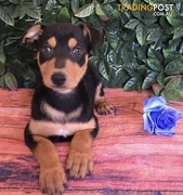 Kelpie Male Gumtree Australia Free Local Classifieds