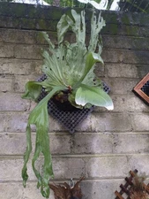 Real Picture Platycerium Wandae Big Size Rare Plant Price $750