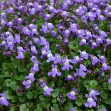 Cymbalaria Plug Plants Ivy Leaved Toadflax Snapdragon Flowers Scented, Pack of 3
