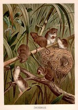 ZWERGMAUS  Micromys minutus  MAUS M&Auml;USE Nager Lithographie 1898