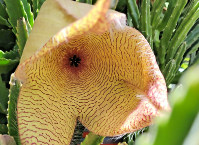 Star Cactus/Stapelia Gigantea Mature plant 12" to 15" blooming. XL plant  exotic | eBay