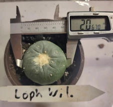 Rare Cactus LW LoPh w/ roots North Variant Button Cactus Wil.  Seed Grown Flower
