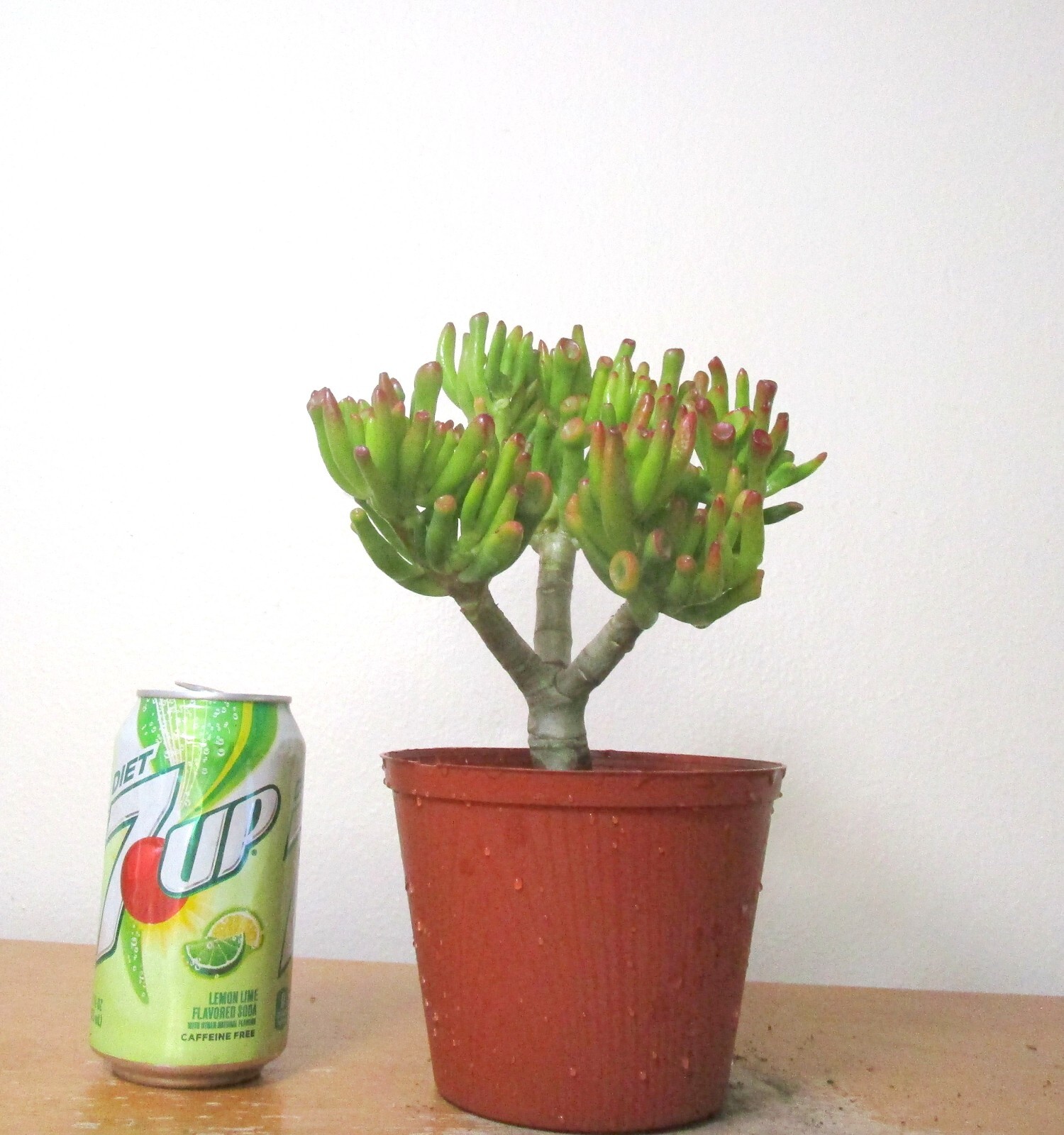 Dwarf Jade Gollum Crassula for shohin mame bonsai with thick trunk