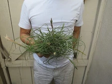 Tillandsia Butzii Air Plant Clump -Y