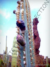 RARE PILOSOCEREUS AZULENSIS blue color columnar cacti cactus plant seed 20 SEEDS