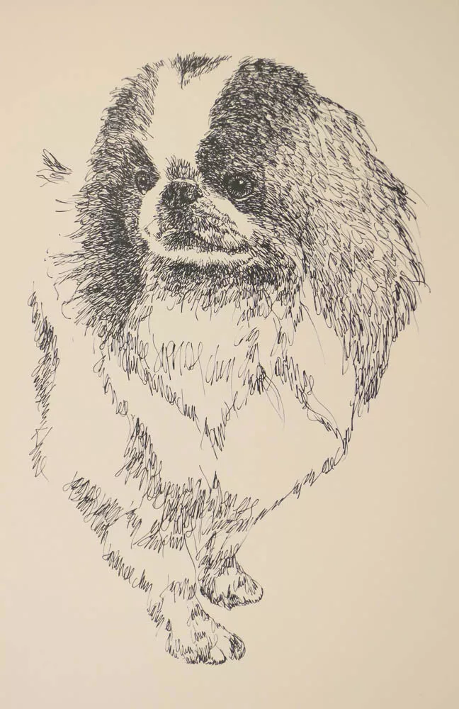 Japanese chin cheap drawing