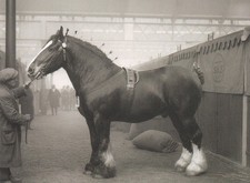 Shire Horse 