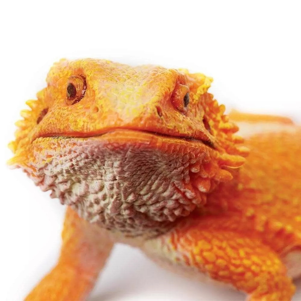 Red Bearded Dragon