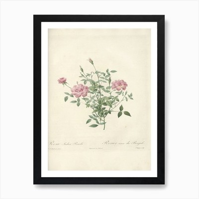 Rose Illustration, Pierre Joseph Re gerahmtes Wandbild Poster Leinwanddruck Bild