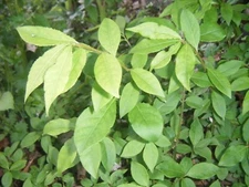 1 Red In Fall Burning Bush Shrubs Plants  Beauty Heart PLANTS 5-8 INCHS TALL