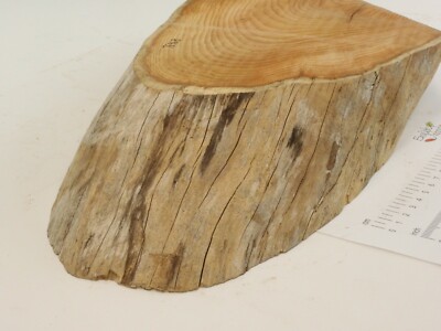 Waney Kante Englisch Eibe Holz Brett. Block, Slab. Max 220 x 420 X 55mm.  7696CB | eBay.de