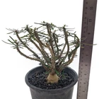 Euphorbia rossii hybrids (F176) from seed by Little One Plant Nursery, Thailand