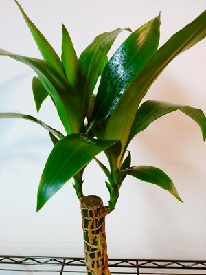Dracaena Fragrans Live Plant + FREE 1 Plant Food | eBay