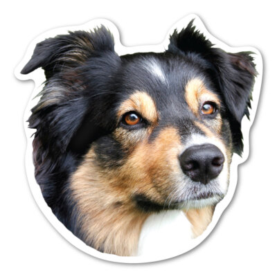 Australian Shepherd Magnet