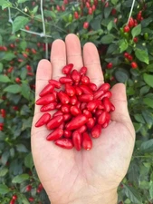 Pequin Pepper Seeds
