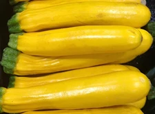 40 Heirloom Golden Zucchini Seeds – Summer Classic - Fast Growing & High Yields