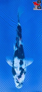 8" SANKE Live Koi Fish Garden Pond BKD 6/3