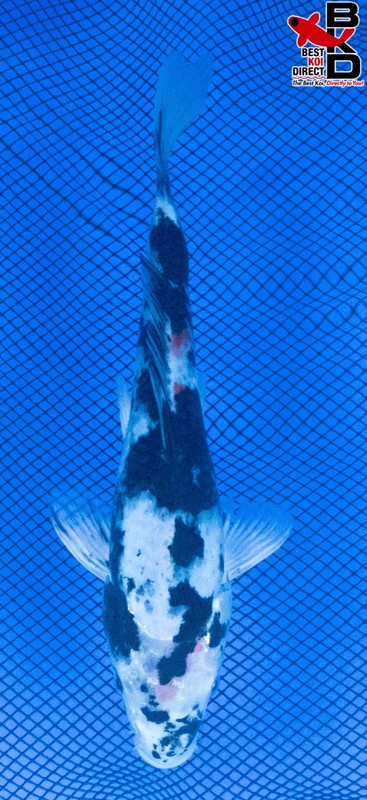 8" SANKE Live Koi Fish Garden Pond BKD 6/3