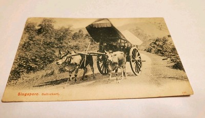 Singapore Bullockart Divided Back Postcard 1908 Photograph Singapore to New York