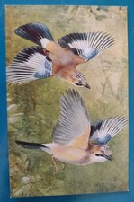Bird Postcard, Artist Roland Green, Jays
