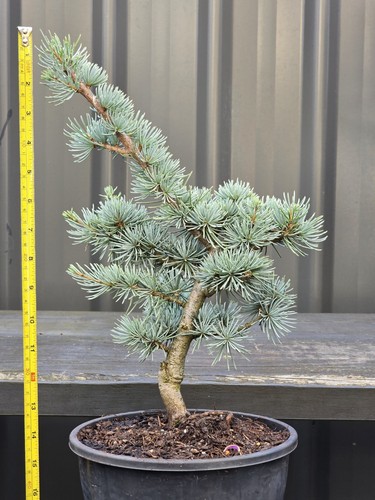 Blue Cedar Bonsai FREE EXPRESS POST - Picture 3 of 5