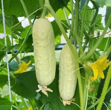 100+ WHITE WONDER CUCUMBER SEEDS - HEIRLOOM - ORGANIC - NON GMO ----------- RARE