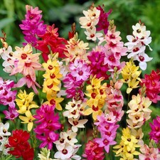 Ixia Magic Wand Mix 80 Bulbs, Spring to Summer Flowering Colorful Blooms in Sun