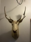 White Fallow Deer Mount Antlers Taxidermy Albino Buck RARE Pink Eyes !! — photo 3