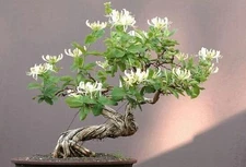 4 Honey suckle plant Rooted cuttings for Bonsai