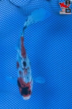 6" SHUBUNKIN Live GOLD Fish Garden Pond 11/2