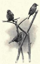 Wild Life Study and Photograph It Book CD 1898 Bird