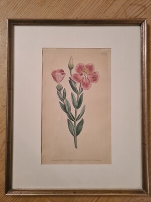 Handkolorierter Kupferstich original 1803 Syd. Edwards gestochen von F. Sansom