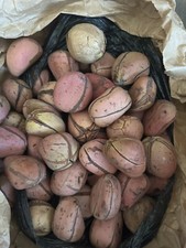 5pcs Organic Kola Nut Obi Abata - Super Fresh3lobes,4lobes,5lobes Mixed Nuts.