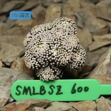 Raro cactus Mammillaria luethyi WYSIWYG autoradicato multi teste decorazione vendita