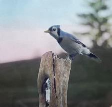 Blue Jay Bird, c1940 Magic Lantern Glass Slide