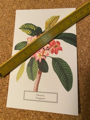 Postkarte ungelaufen Botanicals selt botanis Archiven New York Botanical Garden