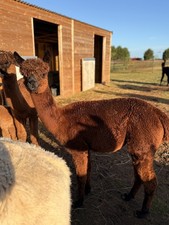 Catalina's Brown Huacaya Alpaca Raw Blanket Fleece 0.8kg For Spinning&Felting
