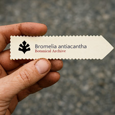 Bromelia antiacantha SEEDS - Bromelia  Red pineapple